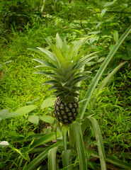 How Do Pineapples Grow.Young Pineapple Growing Tree.