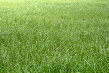 pasture,  grass field. Green grass background of garden lawn. Natural yard landscape background, fresh green grass texture