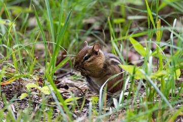 Naklejka na ściany i meble Eastern chipmunk grooming itself surronded by blades of grass