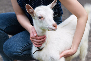 Girl doves a small white goat, a girl with a goat