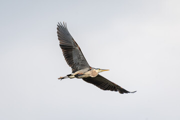 Obraz premium Great blue heron fly across a cloudy sky
