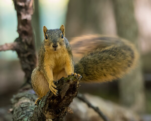 Eastern fox squirrel sitting on a branch wagging its tail rapidly making it appeared blurred