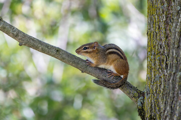 Eastern chipmunk perched on small branch coming out of the trunk of a tree