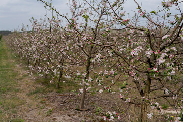 apple orchard covered with flowers