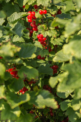 Red currants on the bush branch in the garden. Young currant berries ripen on a bush in the garden, ripe berries in the garden and on the farm. Concept of agrarian industry.