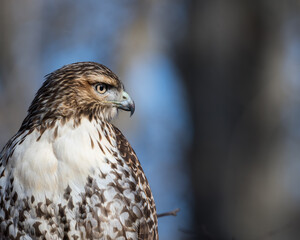 Red-tailed hawk portrait against blurred background of sky and trees