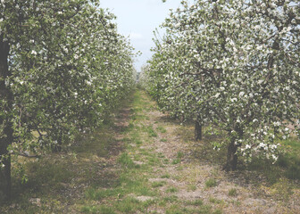 apple orchard covered with flowers