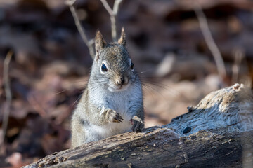 Red squirrel sitting in front of a log with blurred background of brown leaves