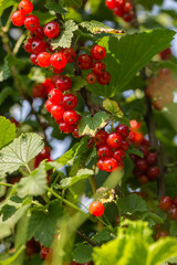 Red currants on the bush branch in the garden. Young currant berries ripen on a bush in the garden, ripe berries in the garden and on the farm. Concept of agrarian industry.