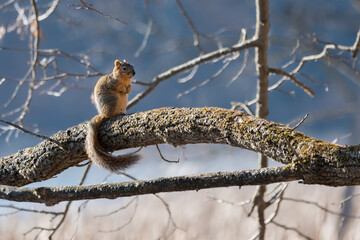 Red squirrel perched on a long branch