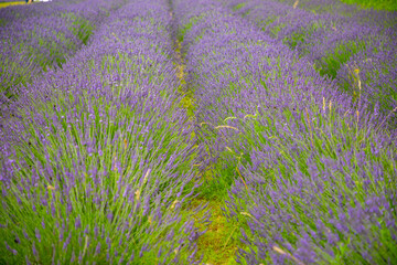 Obraz premium Lavender flower blooming scented fields as nature background, Czech republic
