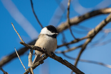 Black-capped chickadee perched on a twig in twig with the sky behind