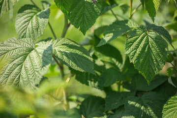 Row of blackcurrant bushes on a summer farm in sunny day. Location place of Ukraine, Europe. Photo of creativity concept. Scenic image of agrarian land in springtime. Discover the beauty of earth.