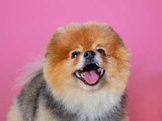 red spitz on a pink background, funny dog
