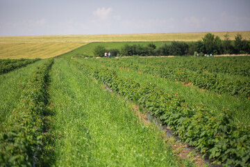 Fototapeta na wymiar Row of blackcurrant bushes on a summer farm in sunny day. Location place of Ukraine, Europe. Photo of creativity concept. Scenic image of agrarian land in springtime. Discover the beauty of earth.