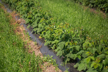Row of blackcurrant bushes on a summer farm in sunny day. Location place of Ukraine, Europe. Photo of creativity concept. Scenic image of agrarian land in springtime. Discover the beauty of earth.