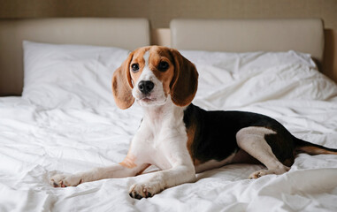 Cute smart dog beagle lying on a white bed in bedroom