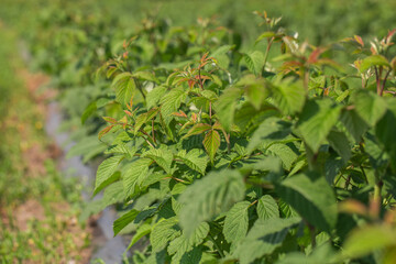 Row of blackcurrant bushes on a summer farm in sunny day. Location place of Ukraine, Europe. Photo of creativity concept. Scenic image of agrarian land in springtime. Discover the beauty of earth.