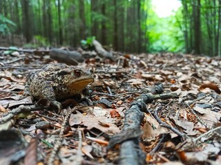 Obraz premium Ropucha leśna.
