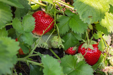 Strawberry plant. Strawberry bush. Strawberries in growth at garden. Ripe berries and foliage. Rows with strawberry plants. Fruit production. Smart agriculture, farm, technology concept.