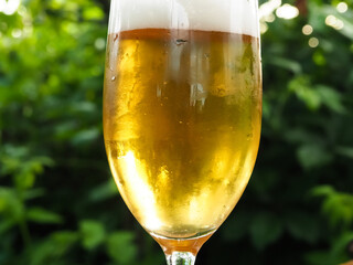 cold beer in a mug in the summer outdoors.