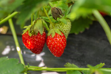 Strawberry plant. Strawberry bush. Strawberries in growth at garden. Ripe berries and foliage. Rows with strawberry plants. Fruit production. Smart agriculture, farm, technology concept.