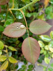 rain drops on rose leaf hydrophobic leaves