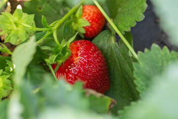 Strawberry plant. Strawberry bush. Strawberries in growth at garden. Ripe berries and foliage. Rows with strawberry plants. Fruit production. Smart agriculture, farm, technology concept.