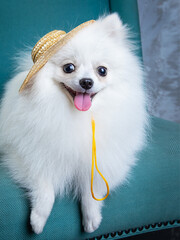 white spitz in a salty hat sits on a blue chair, a funny dog