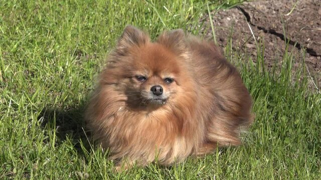 red black little spitz dog lies on a green lawn in summer and screw up eyes