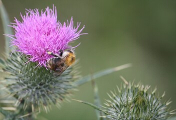 Nahaufnahme einer Hummel auf Distelblüte bei Sonnenlicht in Lippetal Büninghausen 