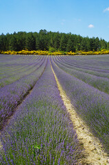 Fototapeta na wymiar Lavender field in the south of France