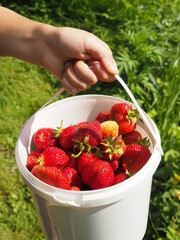 a child holds a bucket of strawberries. fresh crop.