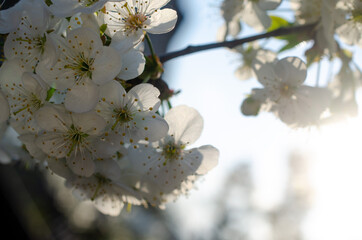 Branches strewn with flowering cherry blossoms against the backdrop of the bright sun.