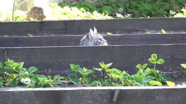 Big gray and white Maine Coon cat. With tassels on the ears and a large mustach