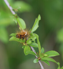 Fototapeta premium chenille à longs poils