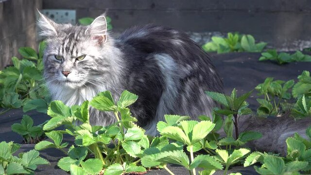 Big gray and white Maine Coon cat. With tassels on the ears and a large mustach