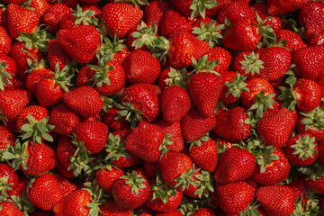 Fresh ripe perfect strawberry - Food Frame Background. Fresh strawberry as texture background. Natural food backdrop with red berries. Strawberries sale in a food market in summer.