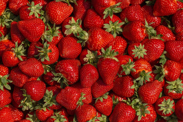 Fresh ripe perfect strawberry - Food Frame Background. Fresh strawberry as texture background. Natural food backdrop with red berries. Strawberries sale in a food market in summer.