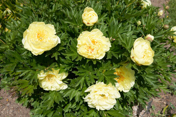 20-05-30 Beautiful spring flowers - peonies