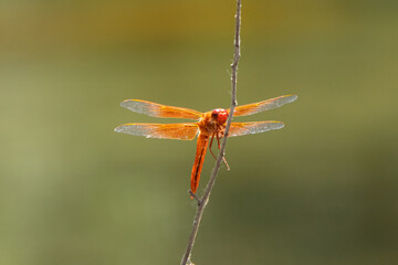 Closeup of underside of Red, Orange dragonfly on a stick with delicate double wings open
