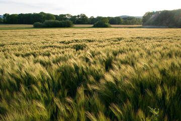 Ein Getreidefeld im Sommer. Die Feldfrüchte auch Cash Crop genannt sind kurz vor der Ernte.