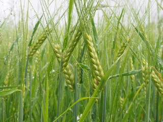 green spikelets of wheat in a farmer's field. poster. 4K