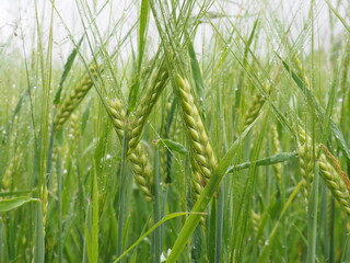 Fototapeta premium green spikelets of wheat in a farmer's field. poster. 4K