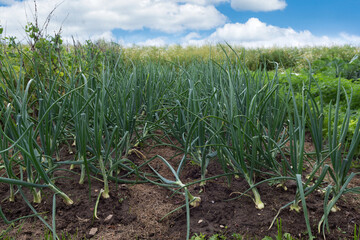 Onions growing in the bed in the farmers field, green onions  sticking out above the mold, green onions planted in rows in cloudy sky background, organic agriculture, farming concept