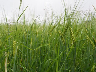 green spikelets of wheat in a farmer's field. poster. 4K
