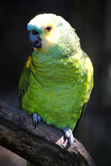 Loro verde y amarillo parado en una rama.