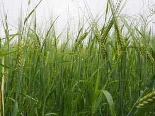 green spikelets of wheat in a farmer's field. poster. 4K