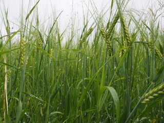 green spikelets of wheat in a farmer's field. poster. 4K