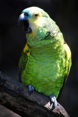 Obraz premium Loro verde y amarillo parado en una rama.